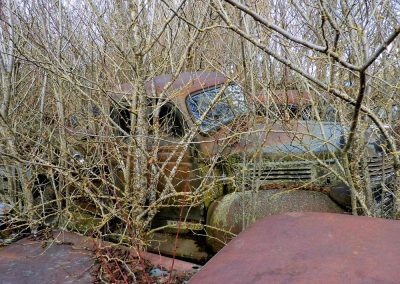 Bugeye Dodge Pickup with trees growing through it